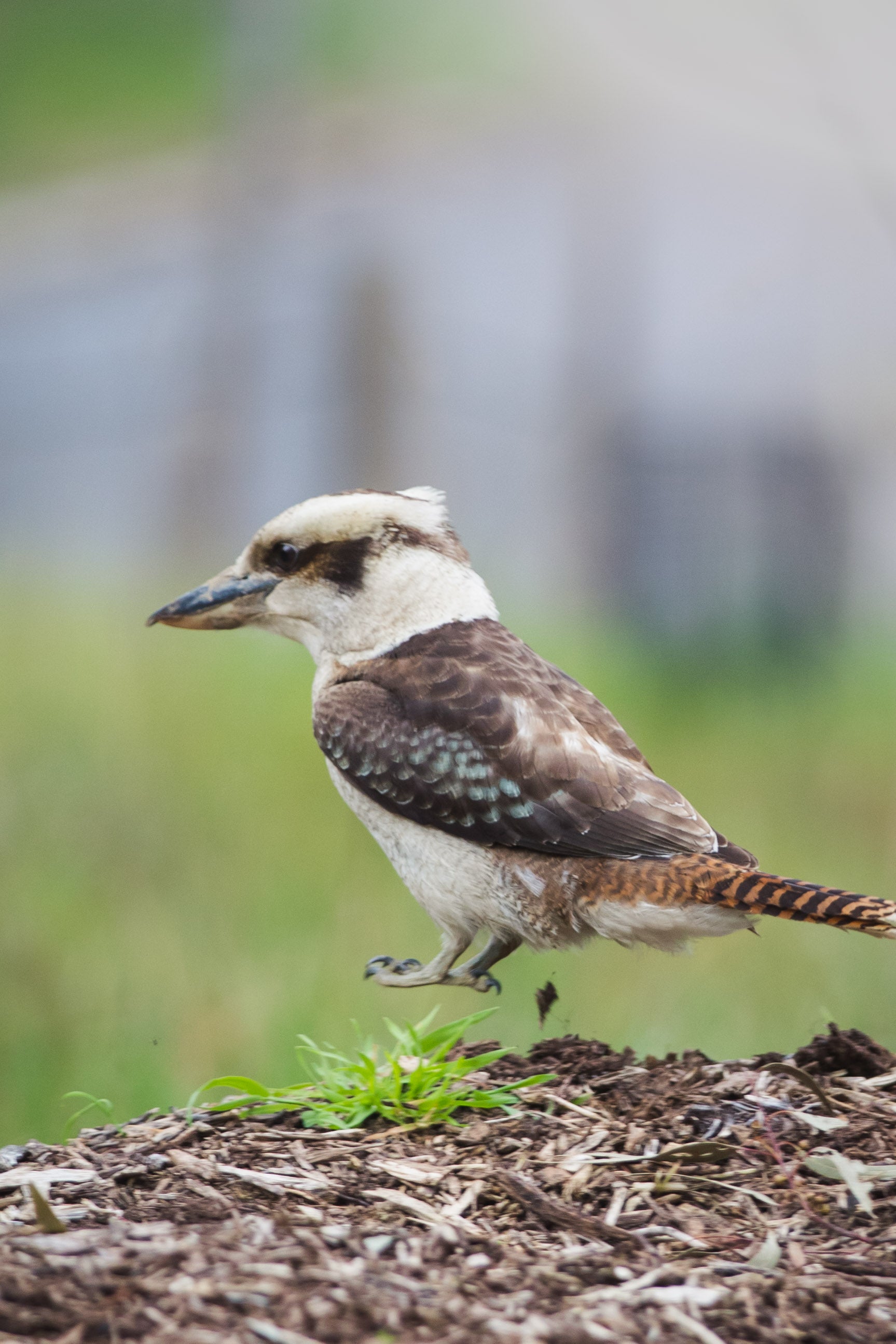 SALE – Wildlife Victoria