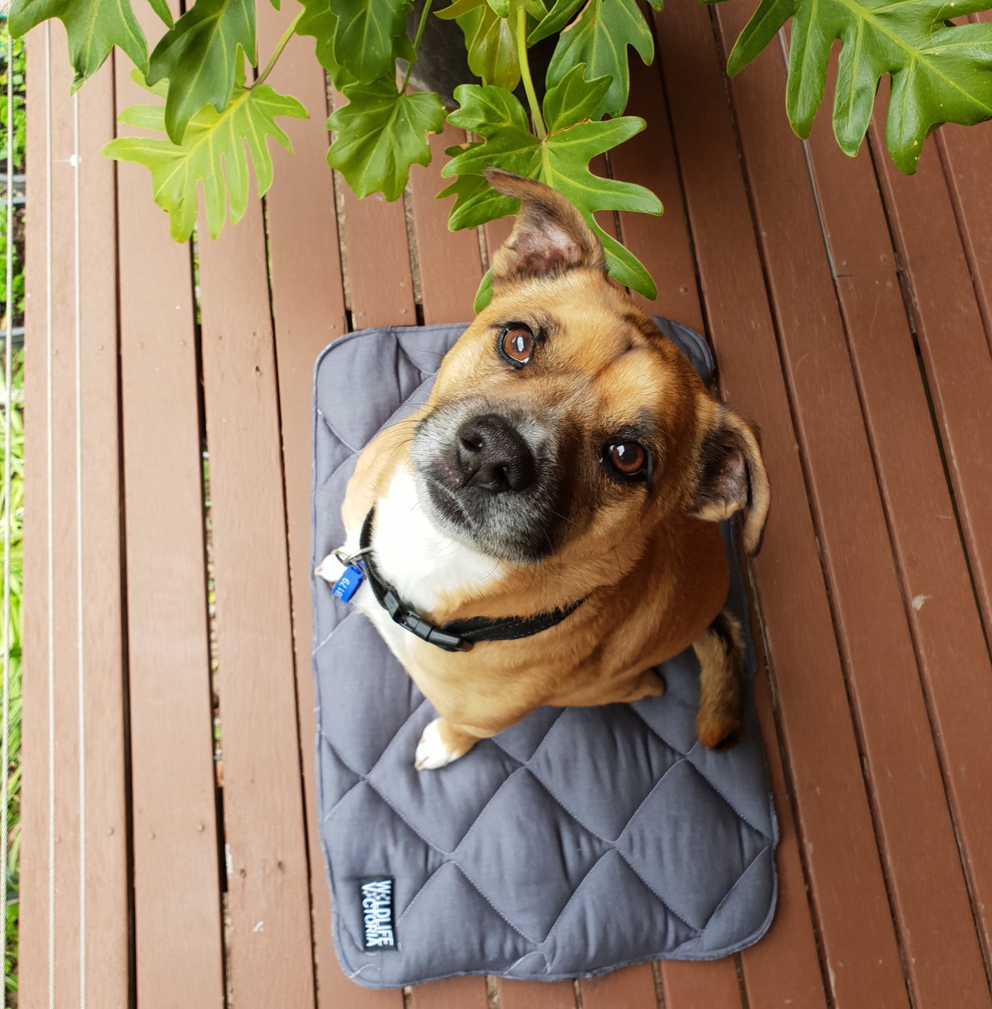 Sample Room X Wildlife Victoria - Pet mats - Medium