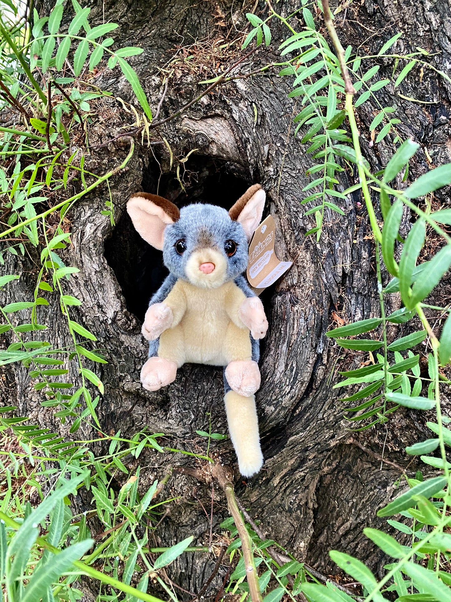Plush Timmy the Ringtail Possum Lil' Friends
