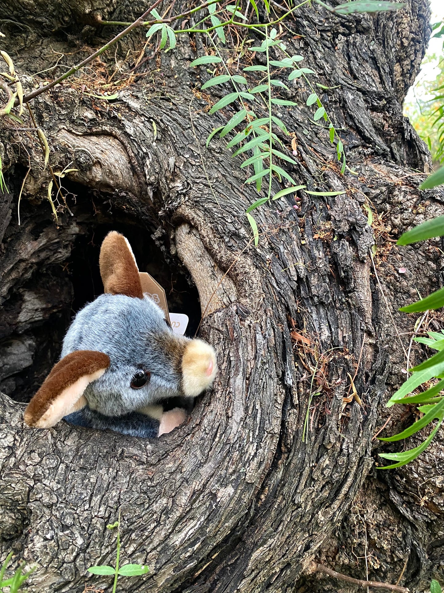 Plush Timmy the Ringtail Possum Lil' Friends