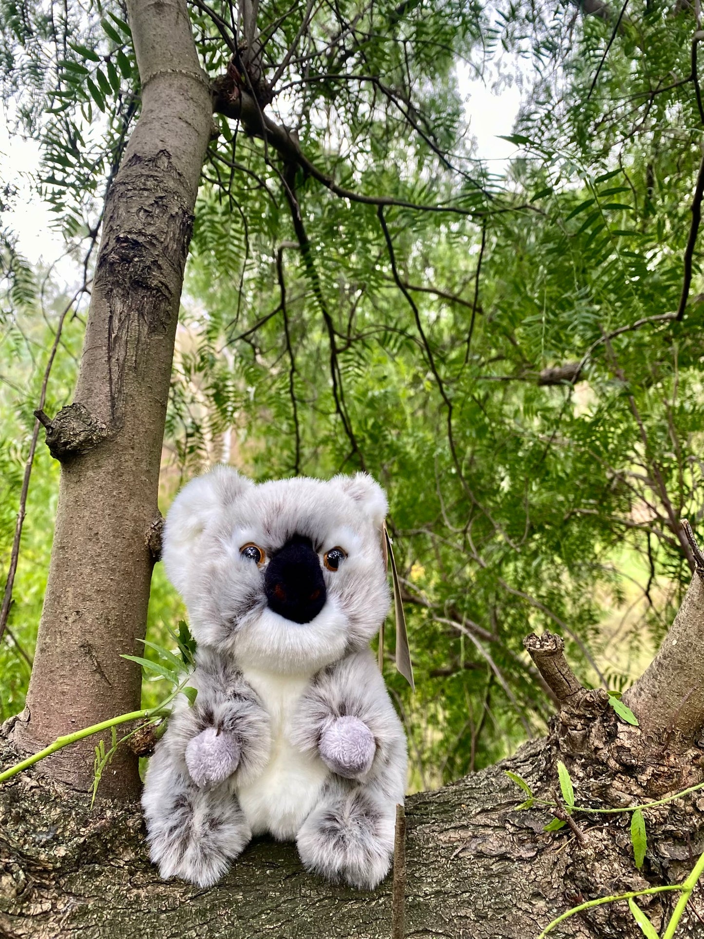 Plush Milo the Koala Lil' Friends