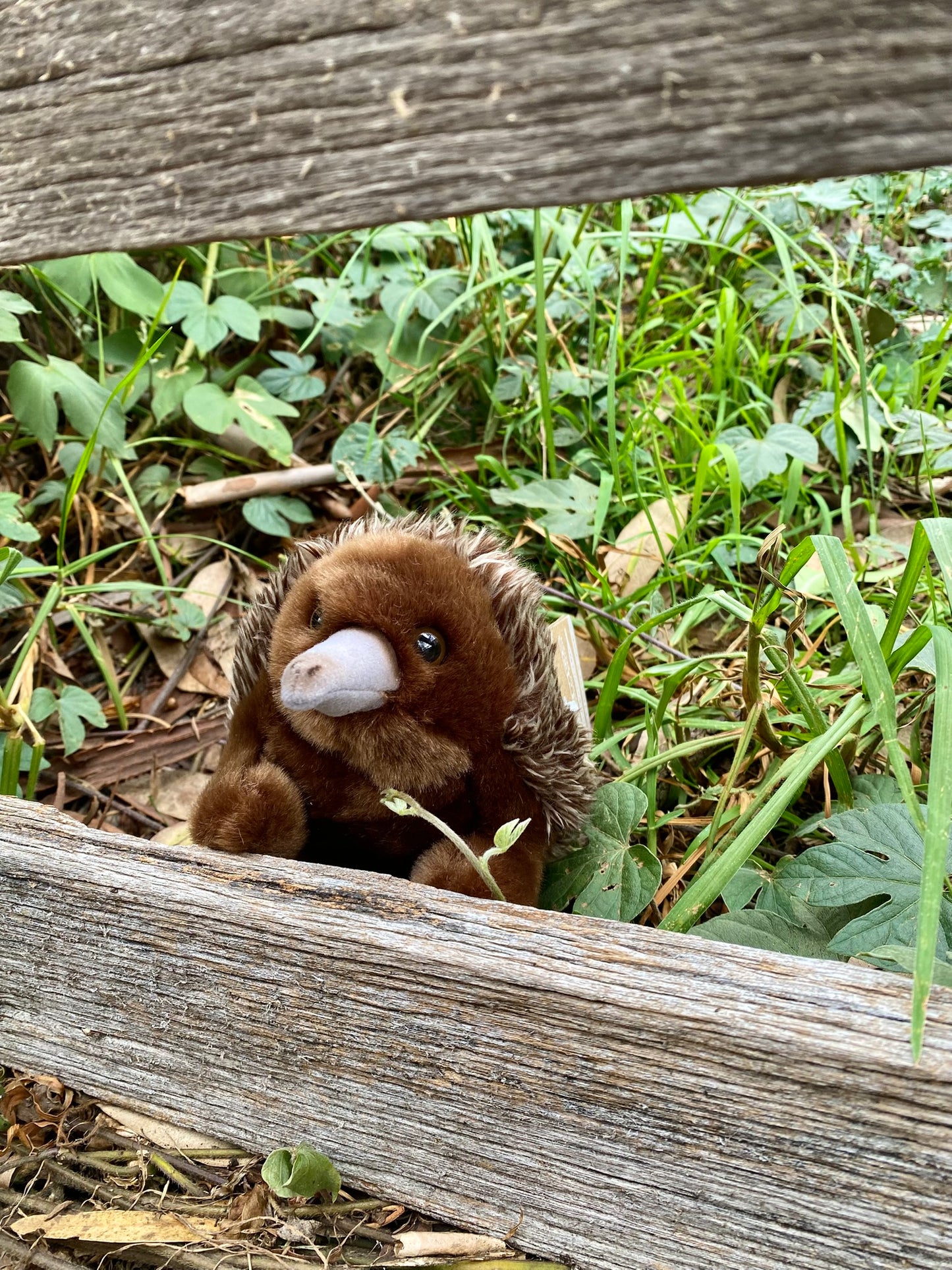 Plush Chiko the Echidna Lil' Friends