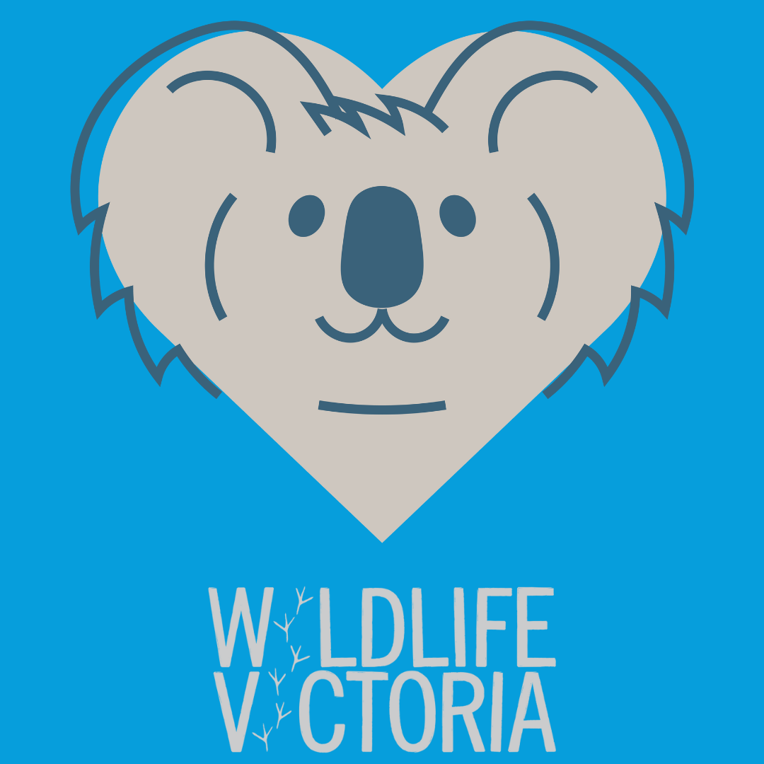 Kids Koala Love T-shirt - Blue - Fair-trade