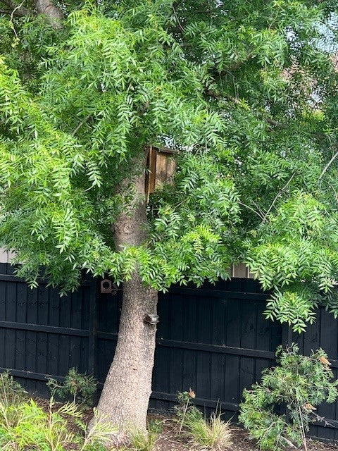 Possum Nesting Box - Self collection from Men's Shed*