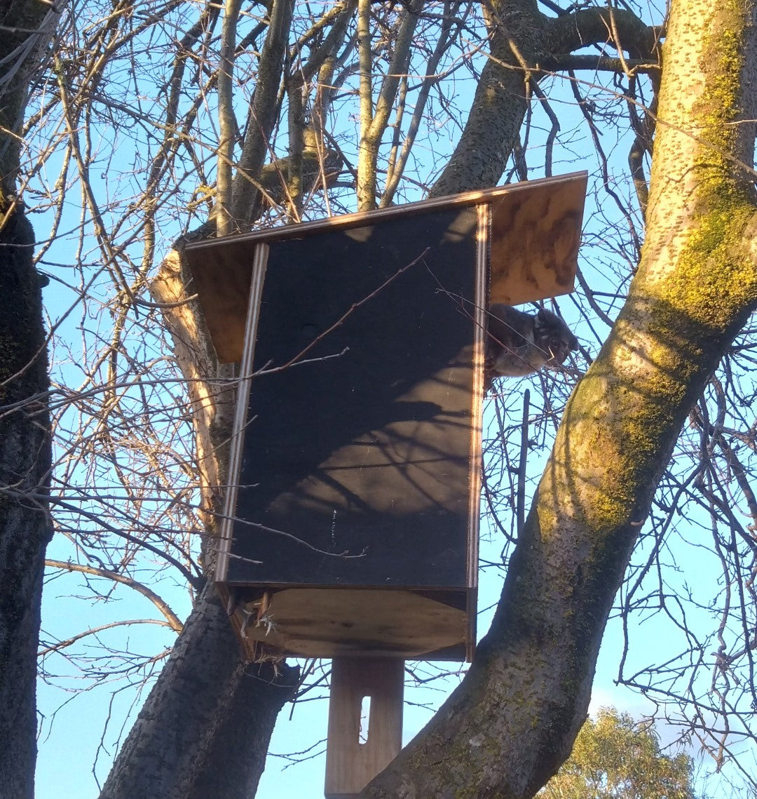 Possum Nesting Box - Self collection from Men's Shed*