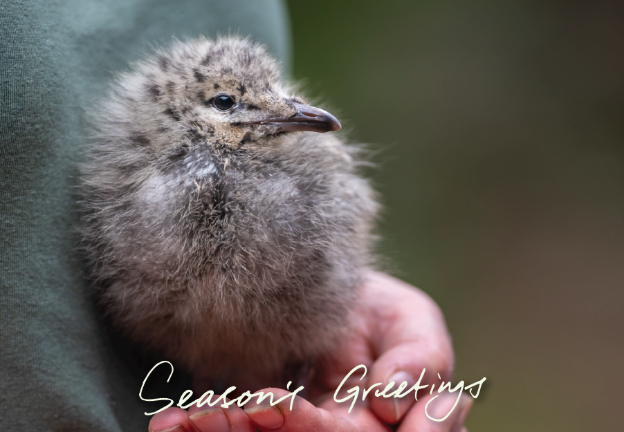 Greeting cards - Seasons Greetings - 10 pack