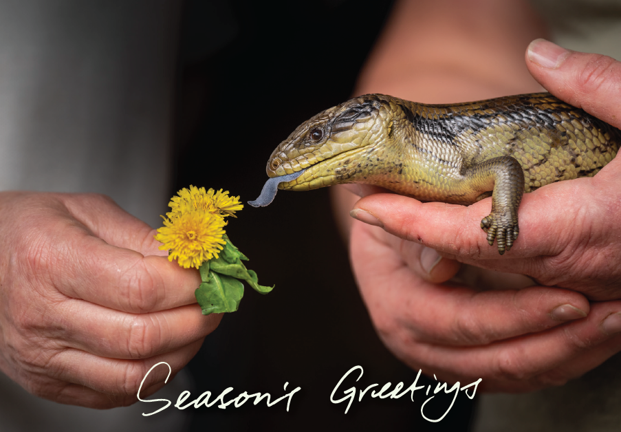 Greeting cards - Seasons Greetings - 10 pack