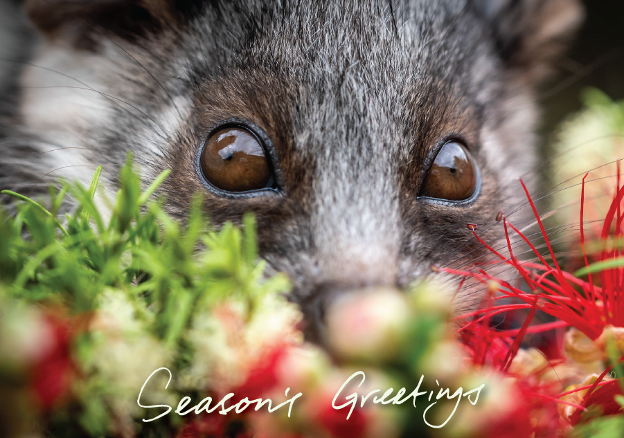 Greeting cards - Seasons Greetings - 10 pack