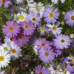 Plantable Greeting Cards - pack of 3