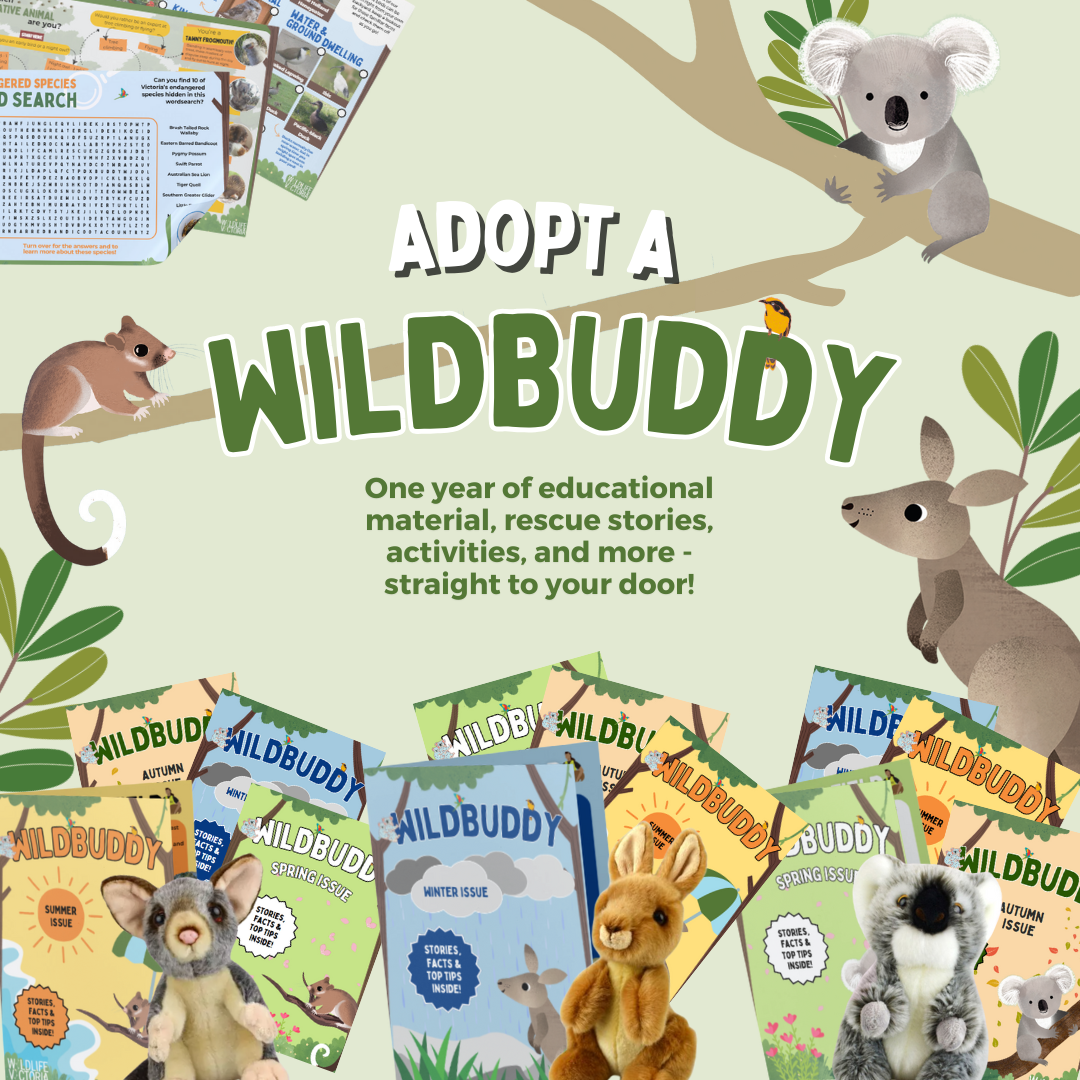 Adopt a WildBuddy
