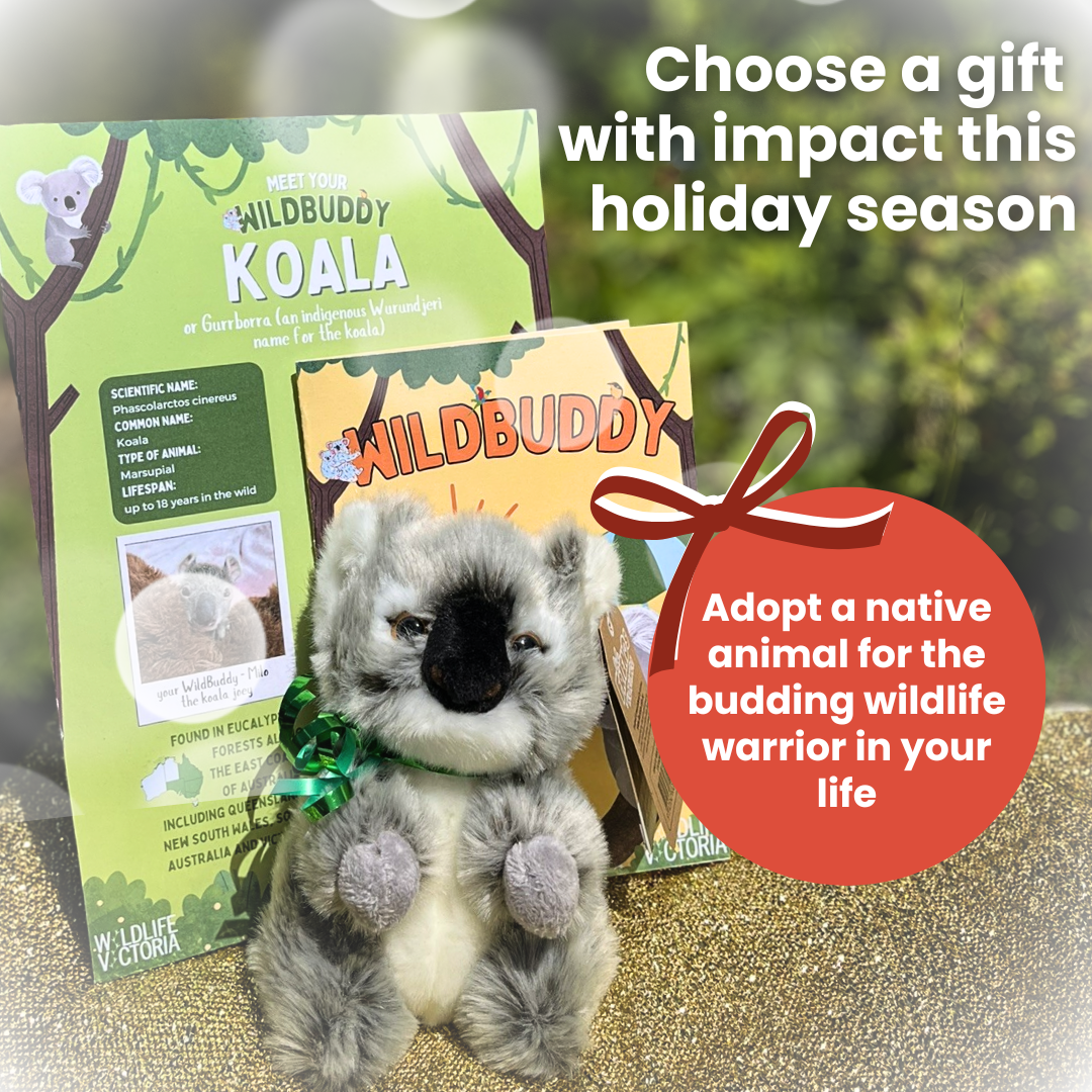 Adopt a WildBuddy
